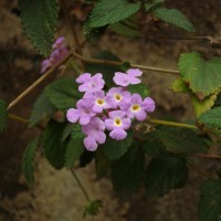 Lantana montevidensis (Spreng.) Briq.